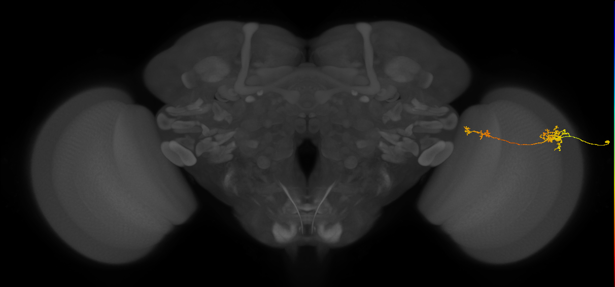 Tm37_R (MaleCNS:61647)