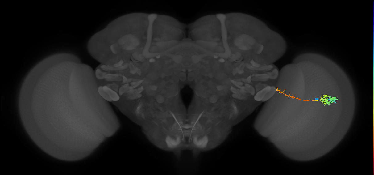 Tm37_R (MaleCNS:53159)