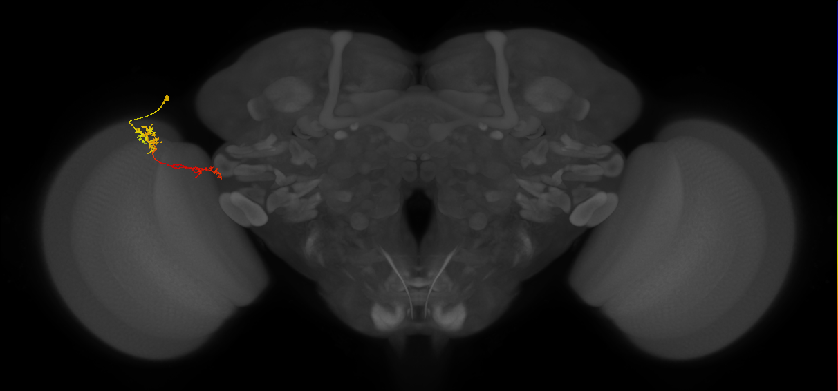 Tm37_L (MaleCNS:120267)