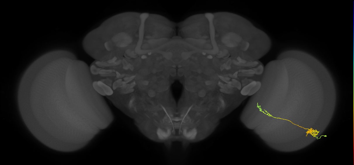 Tm37_R (MaleCNS:55846)