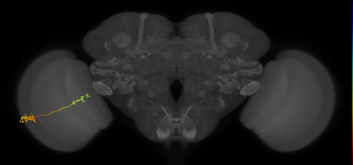 Tm37_L (MaleCNS:72342)