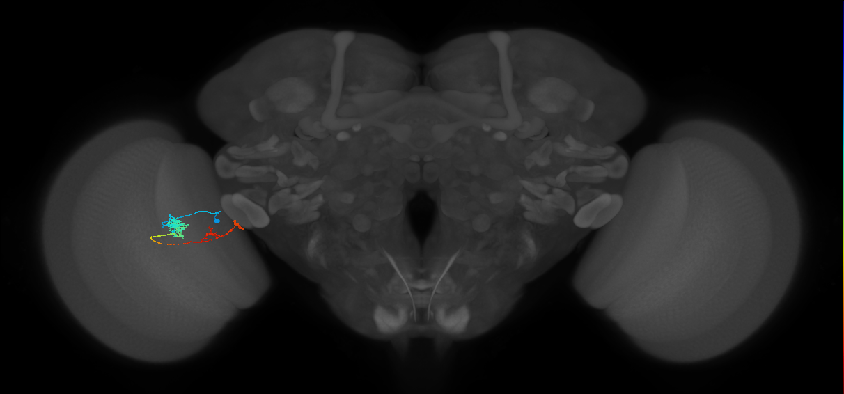 Tm37_L (MaleCNS:517559)