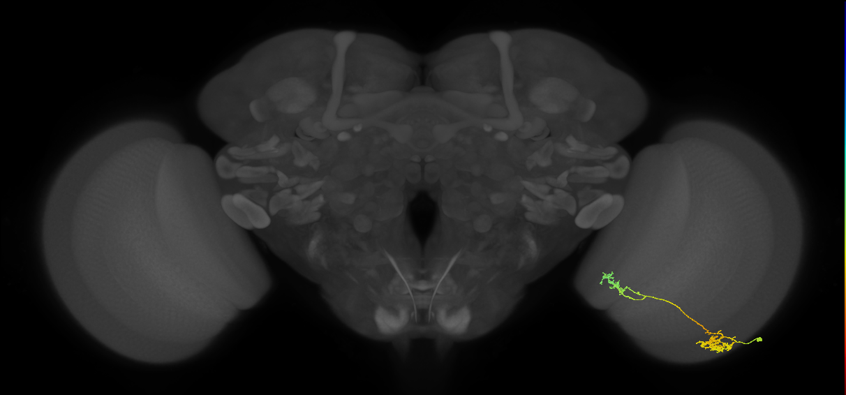 Tm37_R (MaleCNS:58846)