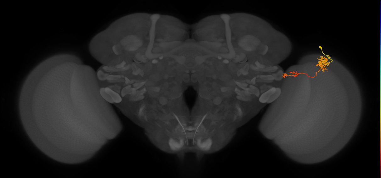 Tm37_R (MaleCNS:48865)