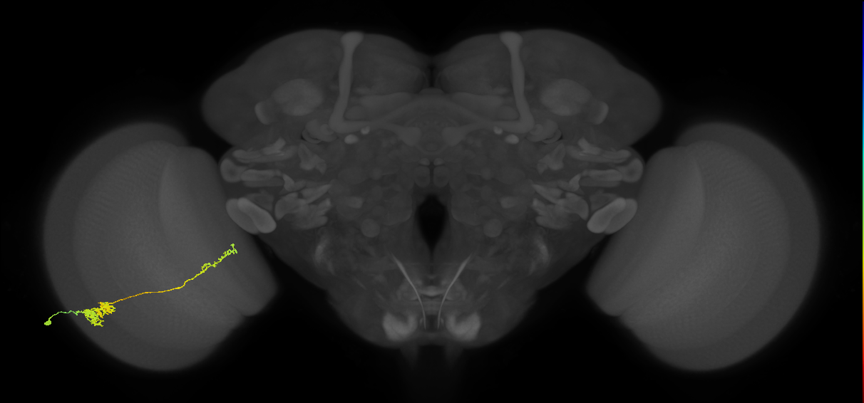 Tm37_L (MaleCNS:44285)