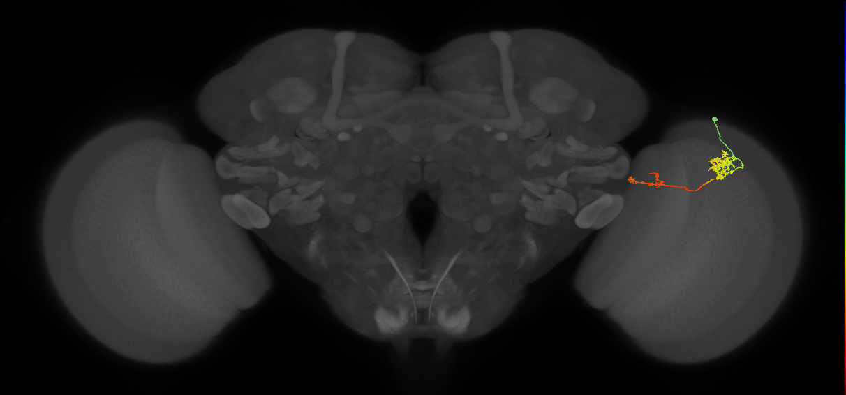 Tm37_R (MaleCNS:60734)