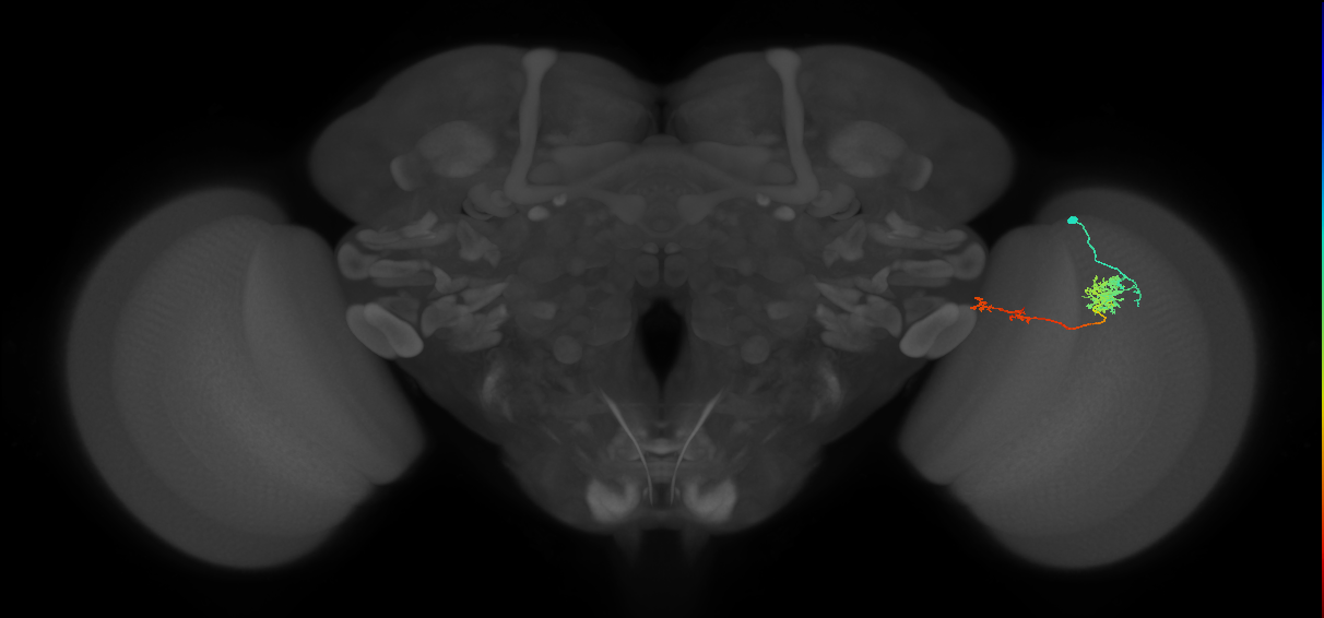 Tm37_R (MaleCNS:59903)