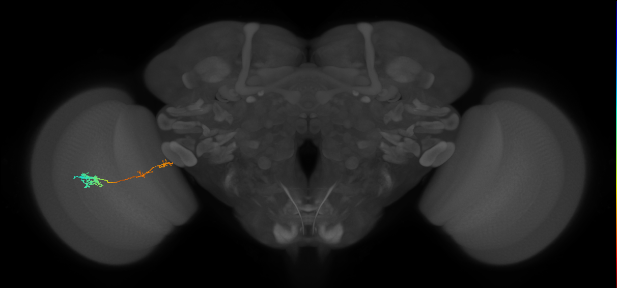 Tm37_L (MaleCNS:49283)