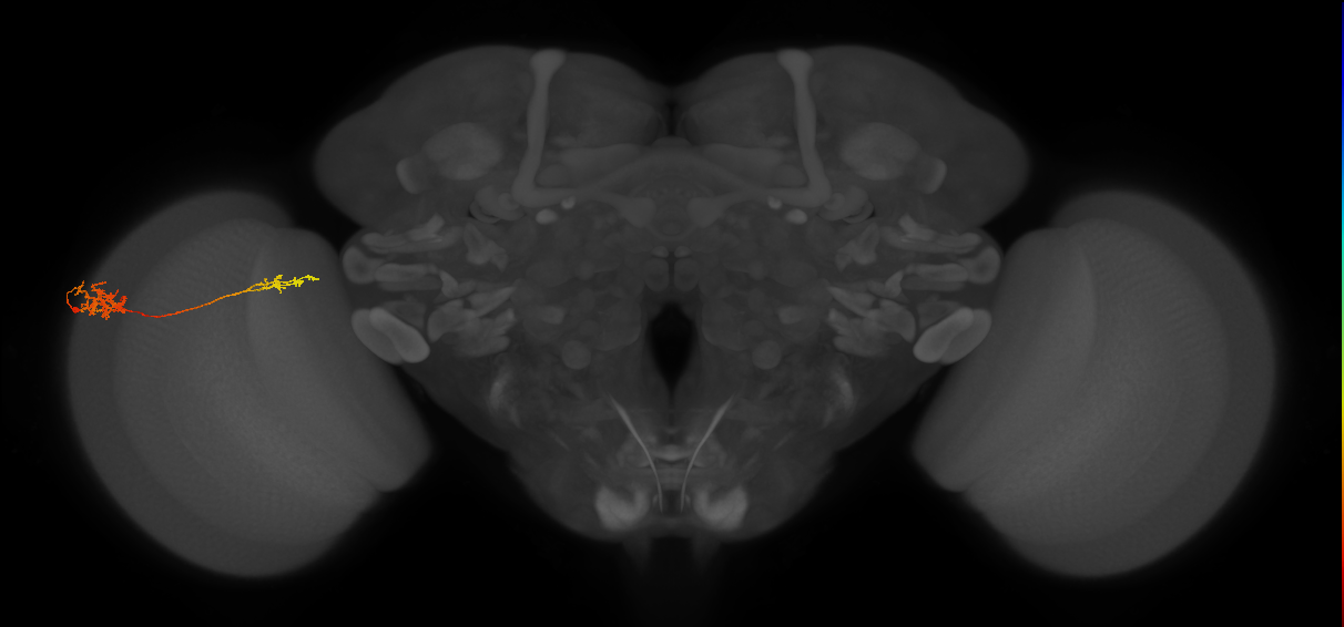 Tm37_L (MaleCNS:74390)