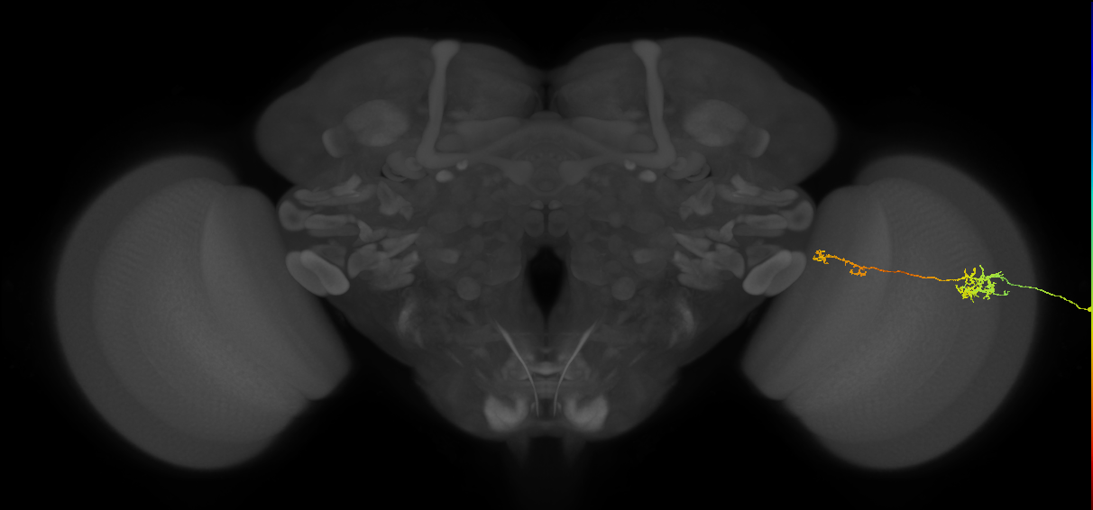 Tm37_R (MaleCNS:89969)