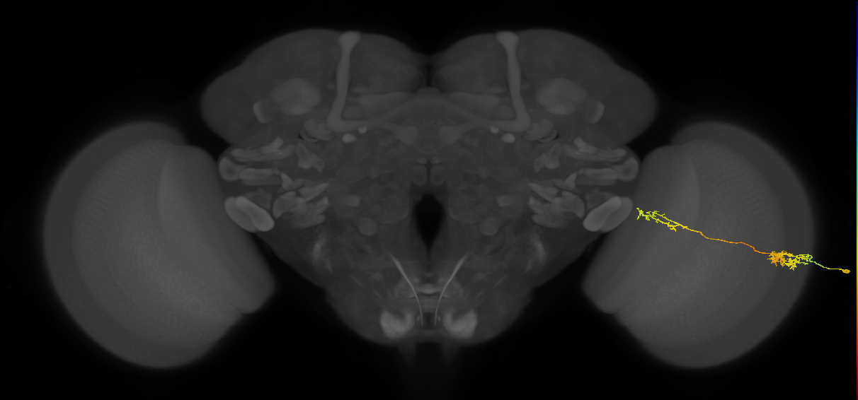 Tm37_R (MaleCNS:57036)
