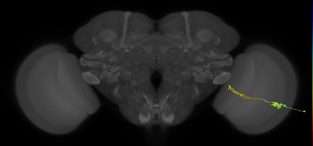 Tm37_R (MaleCNS:60672)