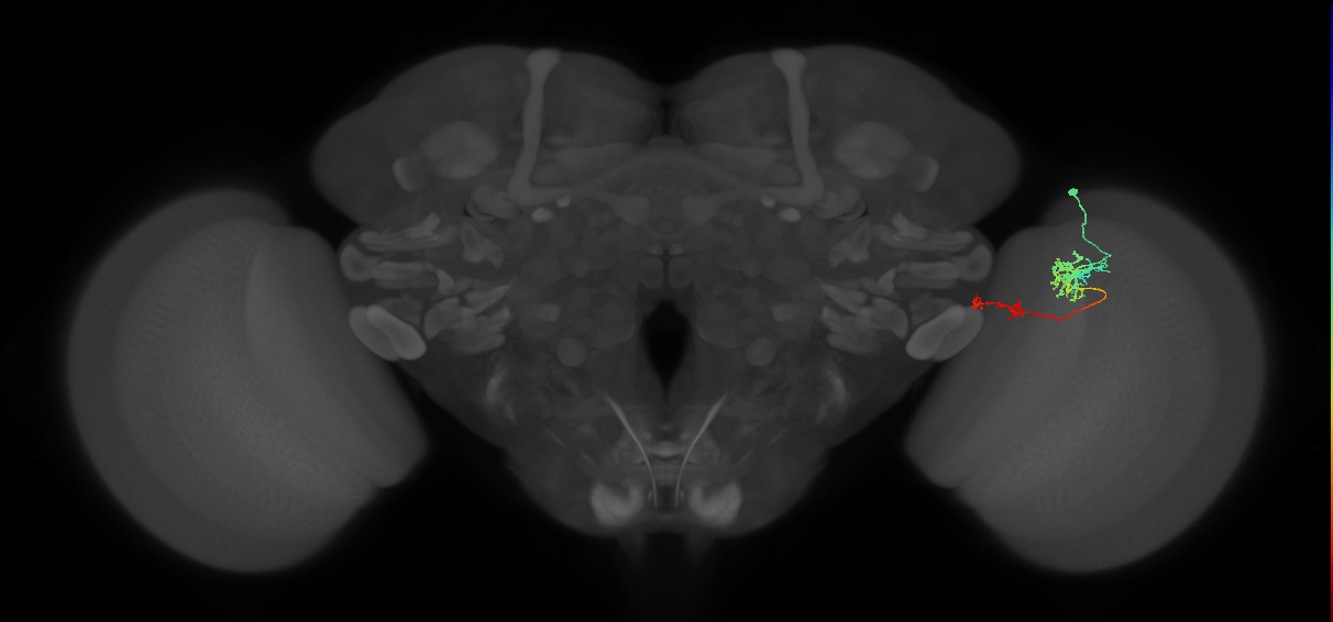 Tm37_R (MaleCNS:73295)