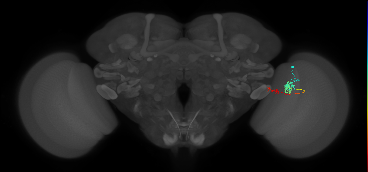 Tm37_R (MaleCNS:73334)