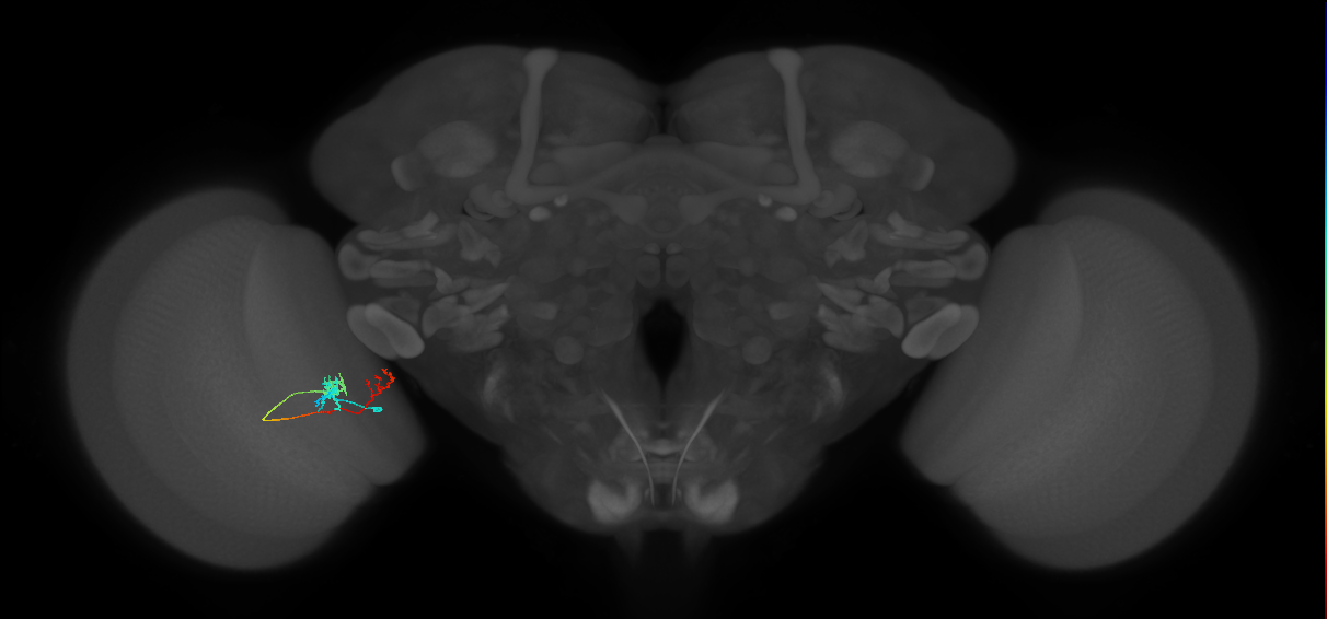 Tm37_L (MaleCNS:89065)