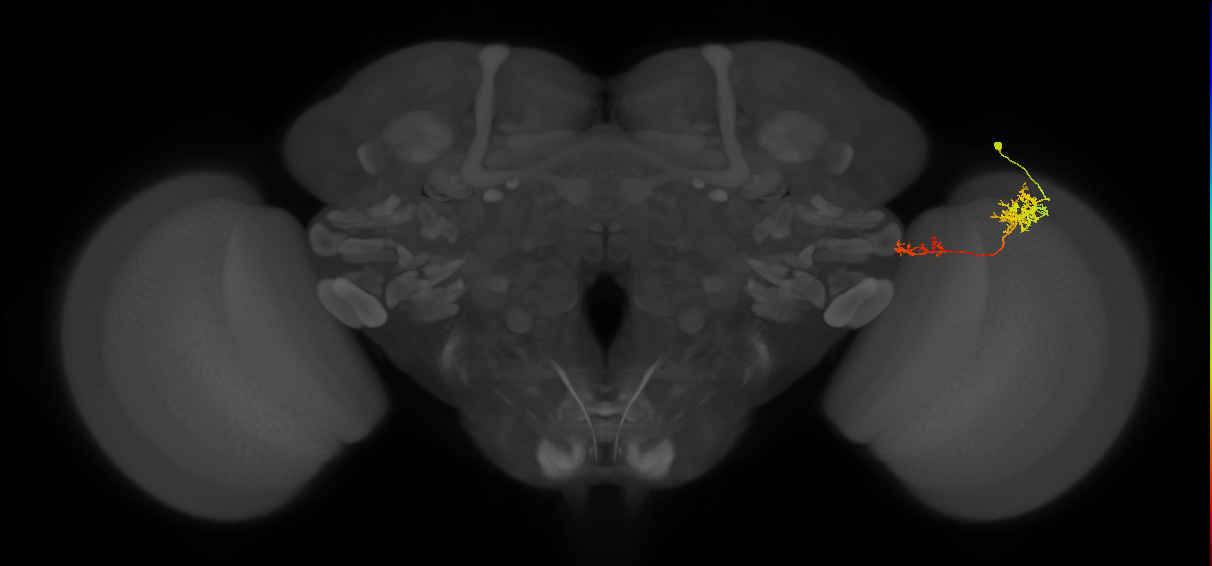 Tm37_R (MaleCNS:55371)