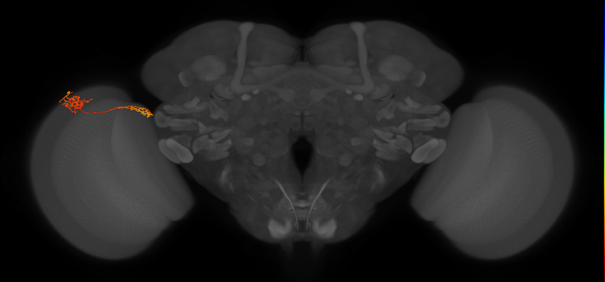 Tm37_L (MaleCNS:67272)