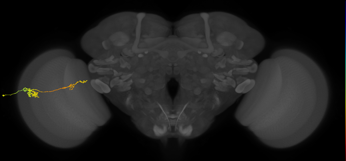Tm37_L (MaleCNS:51263)