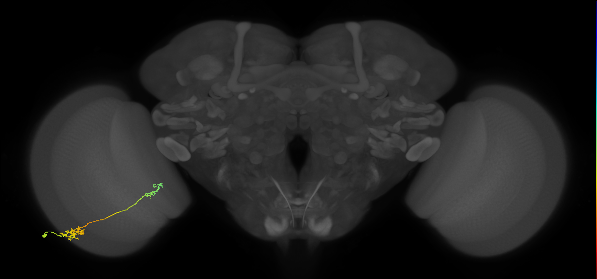 Tm37_L (MaleCNS:533596)