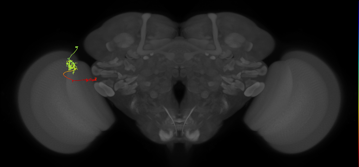 Tm37_L (MaleCNS:75713)