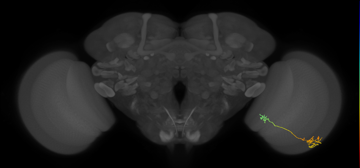 Tm37_R (MaleCNS:81406)