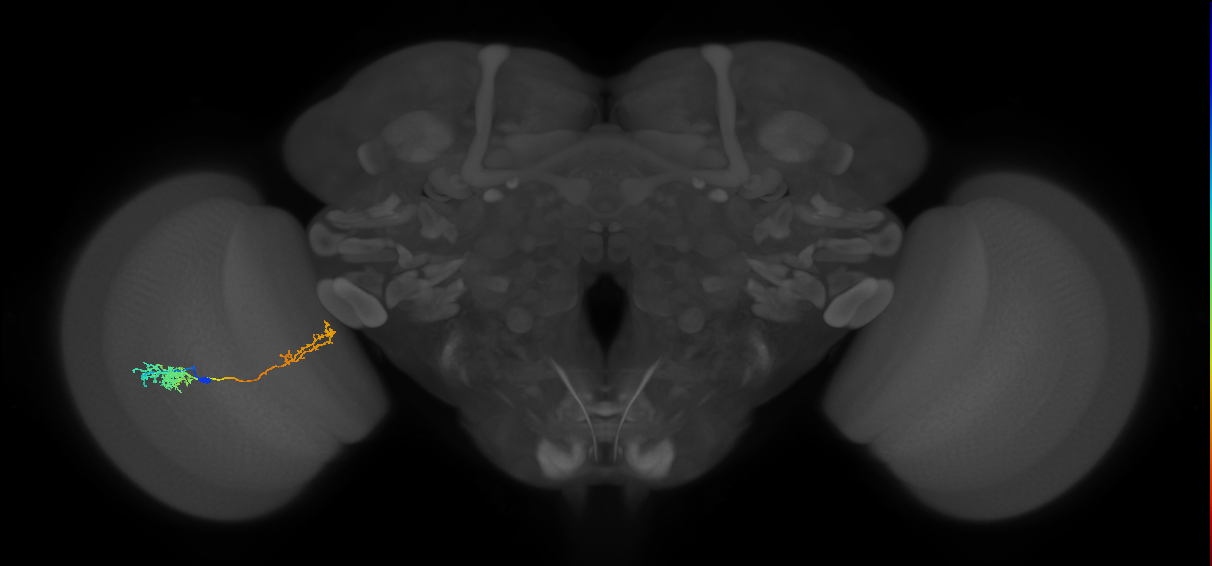 Tm37_L (MaleCNS:51319)
