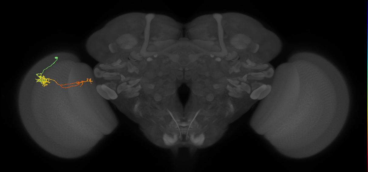 Tm37_L (MaleCNS:34562)
