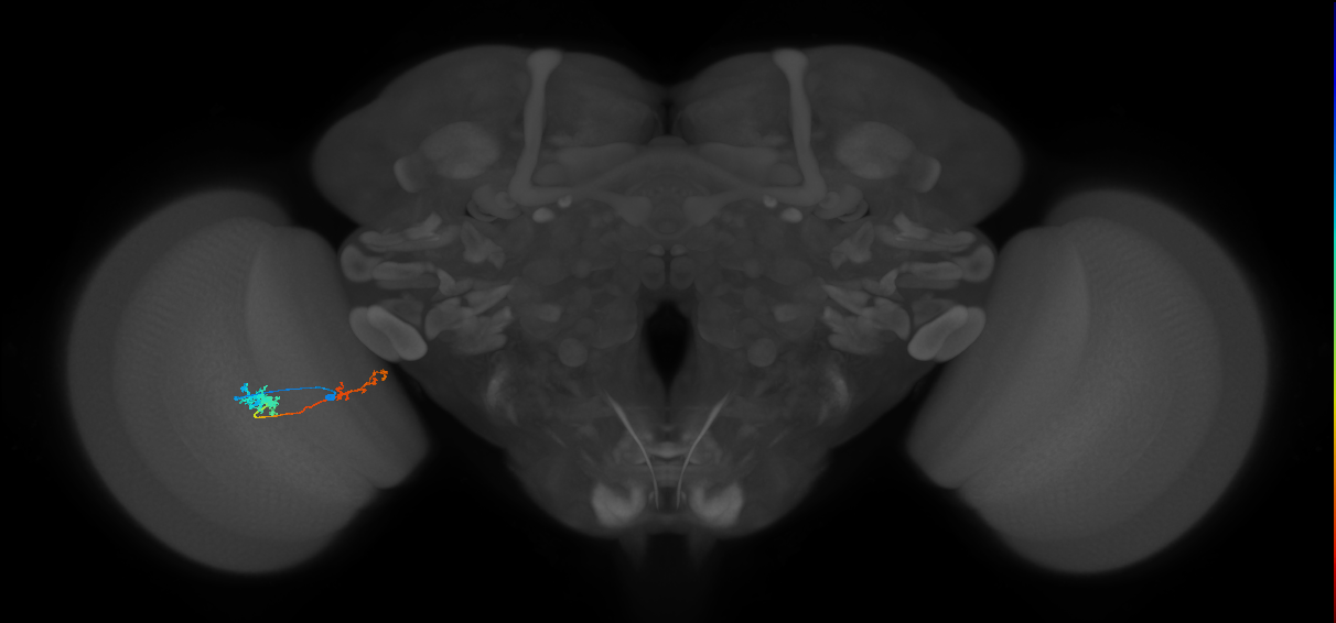 Tm37_L (MaleCNS:103744)