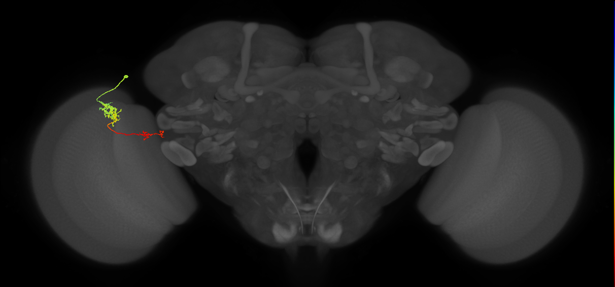 Tm37_L (MaleCNS:45759)