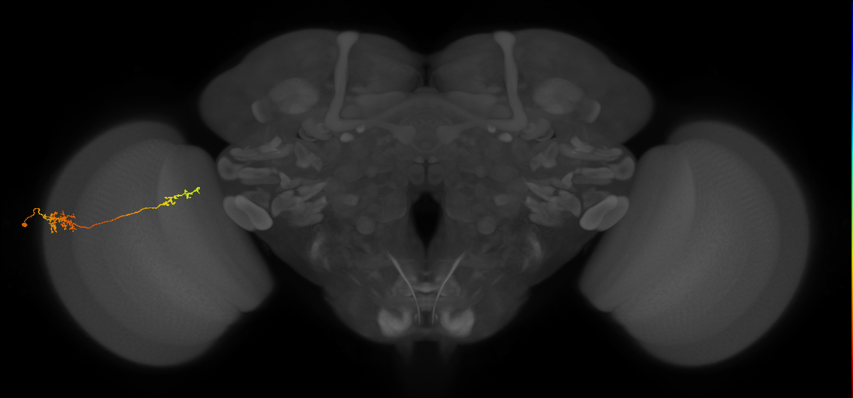 Tm37_L (MaleCNS:533383)