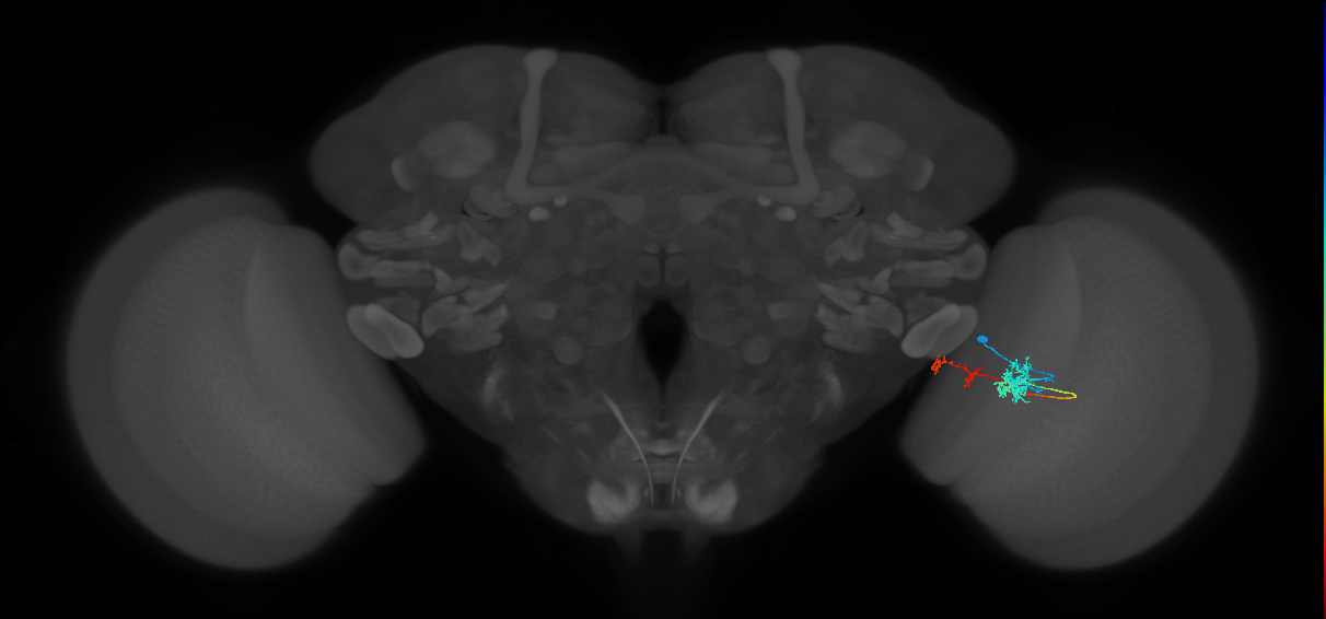 Tm37_R (MaleCNS:66037)