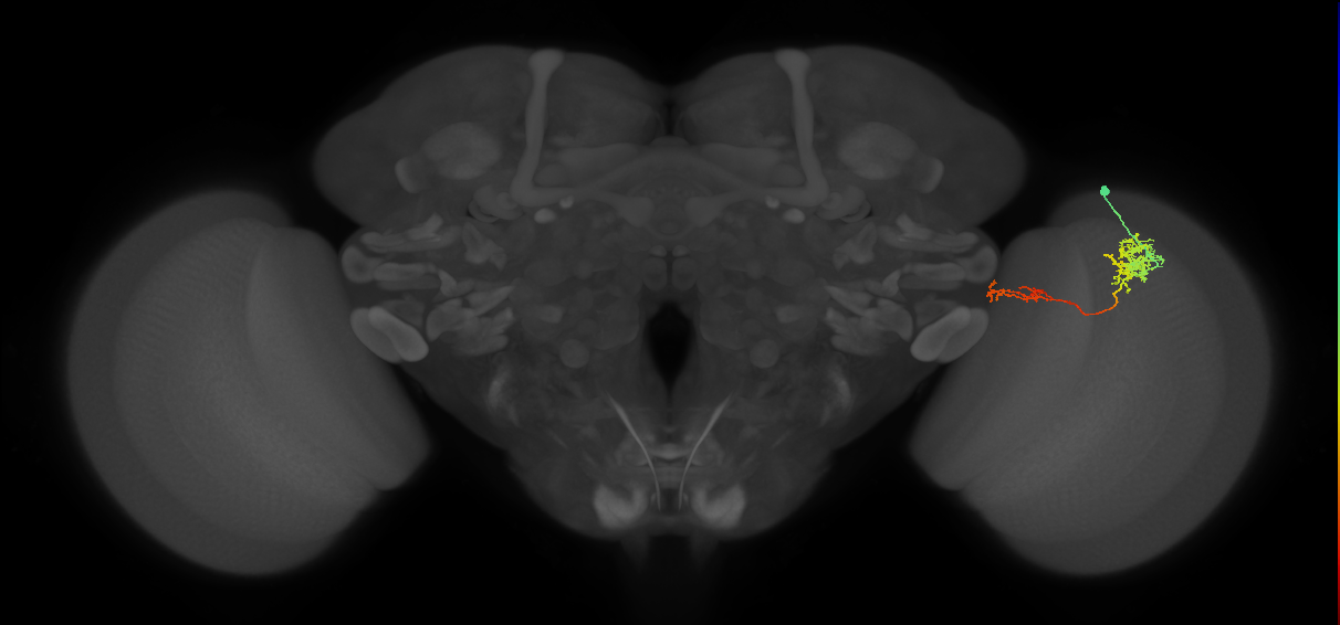 Tm37_R (MaleCNS:49350)