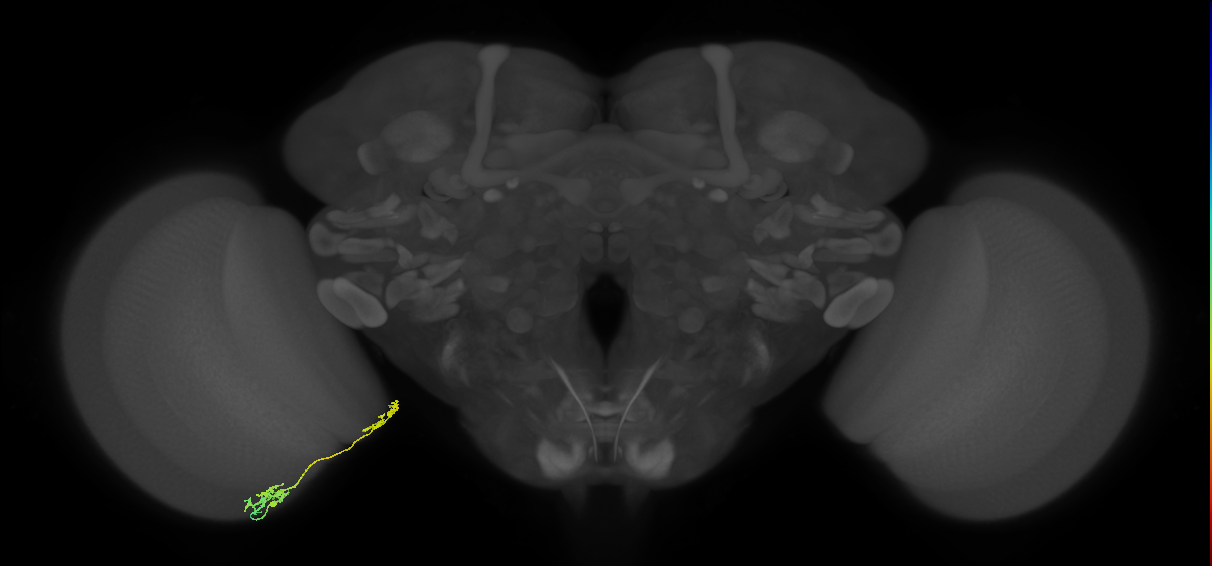 Tm37_L (MaleCNS:88718)