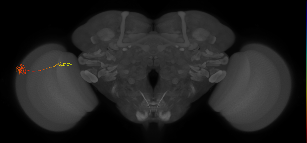 Tm37_L (MaleCNS:124082)