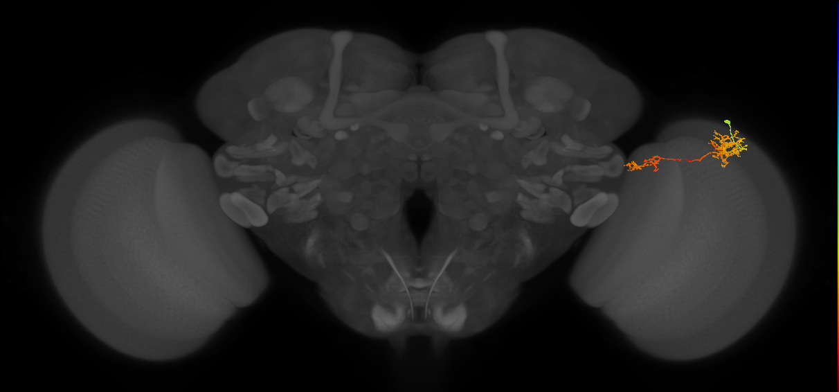 Tm37_R (MaleCNS:72113)