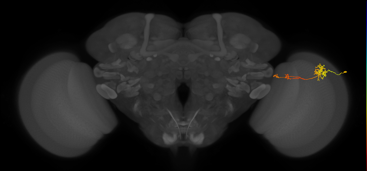 Tm37_R (MaleCNS:57715)