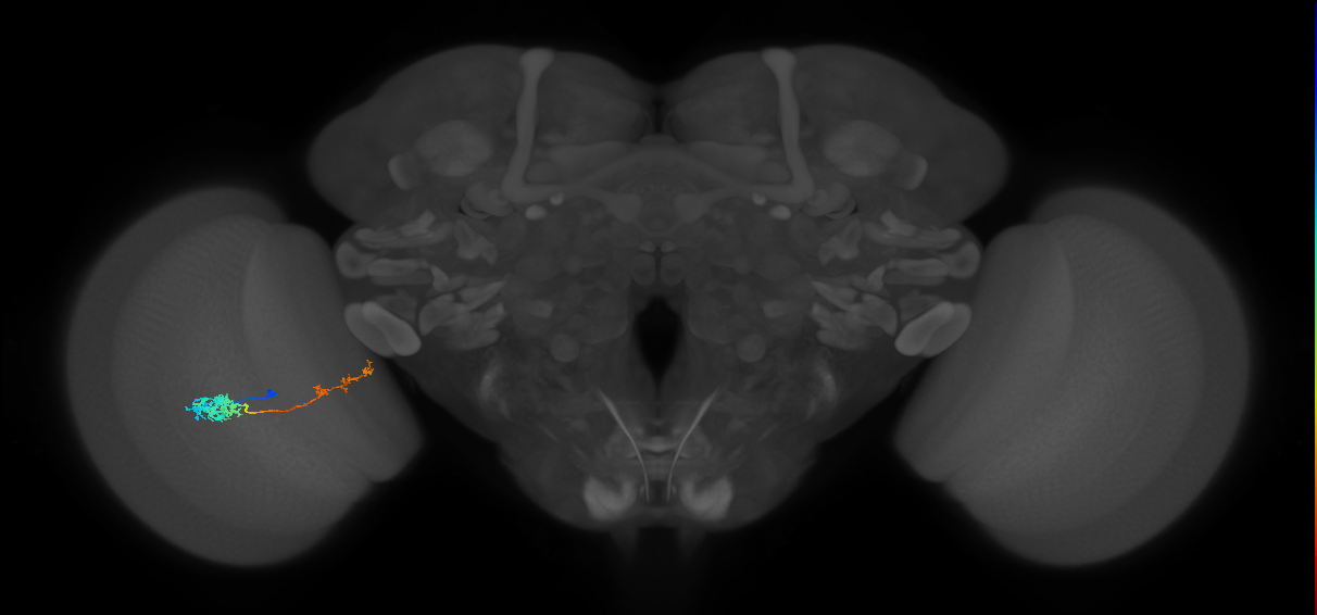 Tm37_L (MaleCNS:62758)