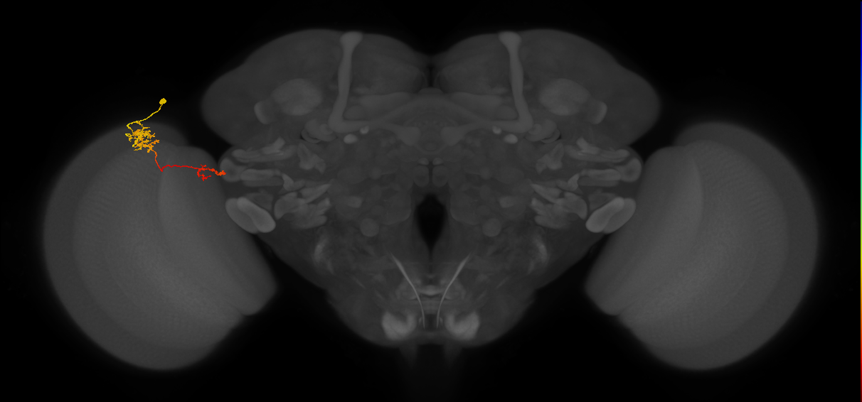 Tm37_L (MaleCNS:166237)