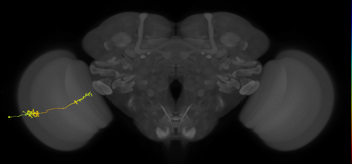 Tm37_L (MaleCNS:525246)