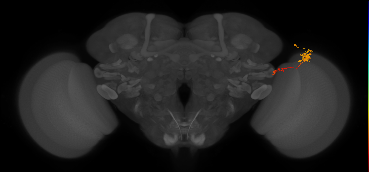 Tm37_R (MaleCNS:64885)