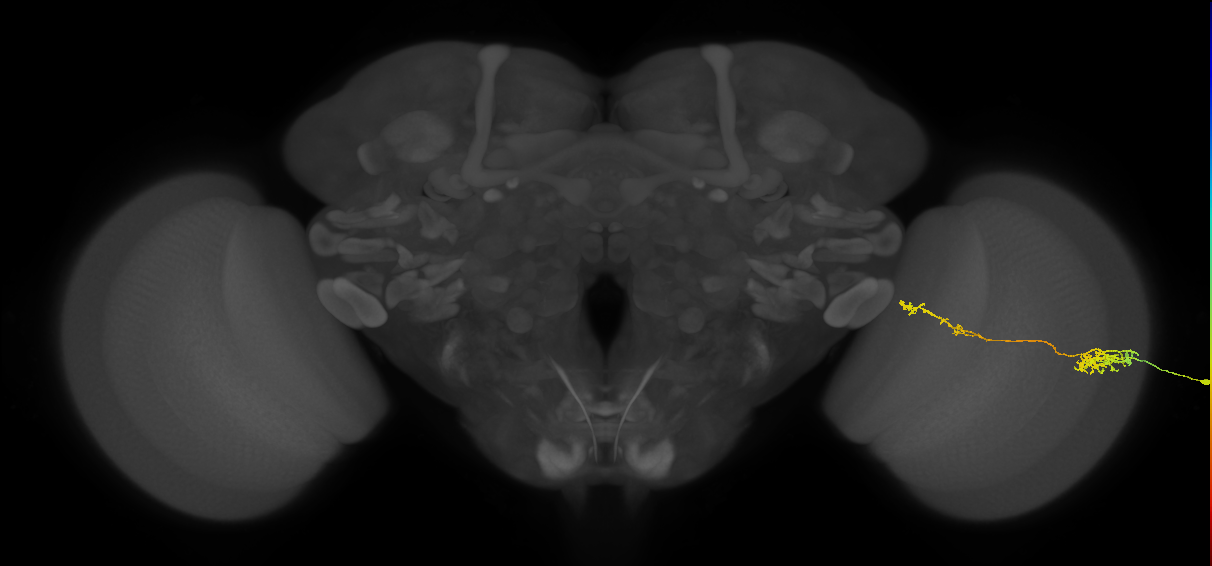 Tm37_R (MaleCNS:58173)