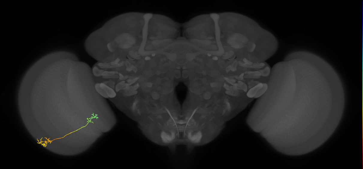 Tm37_L (MaleCNS:97869)