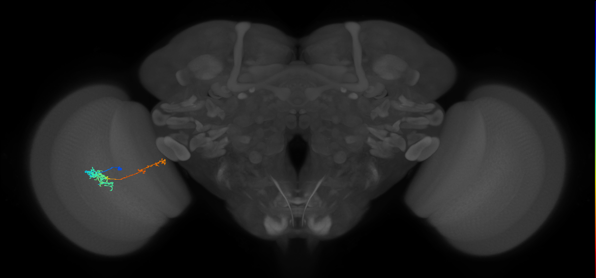 Tm37_L (MaleCNS:69349)