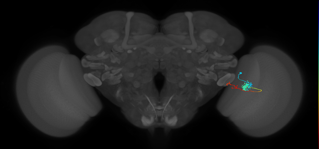 Tm37_R (MaleCNS:82769)