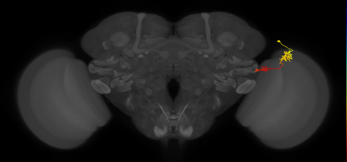 Tm37_R (MaleCNS:48816)