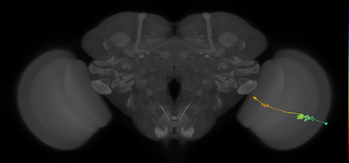 Tm37_R (MaleCNS:67083)