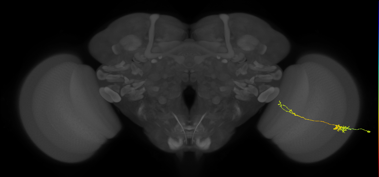 Tm37_R (MaleCNS:65143)