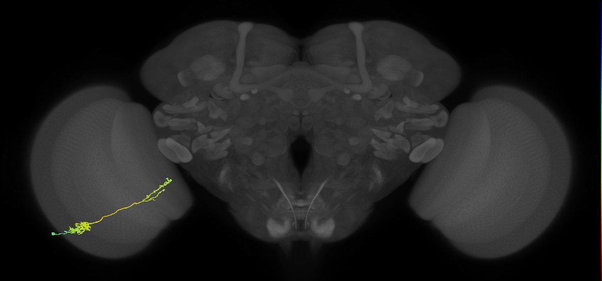 Tm37_L (MaleCNS:525641)