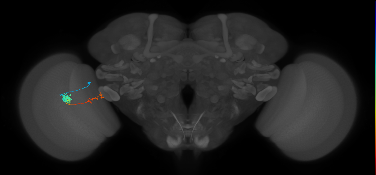 Tm37_L (MaleCNS:524173)