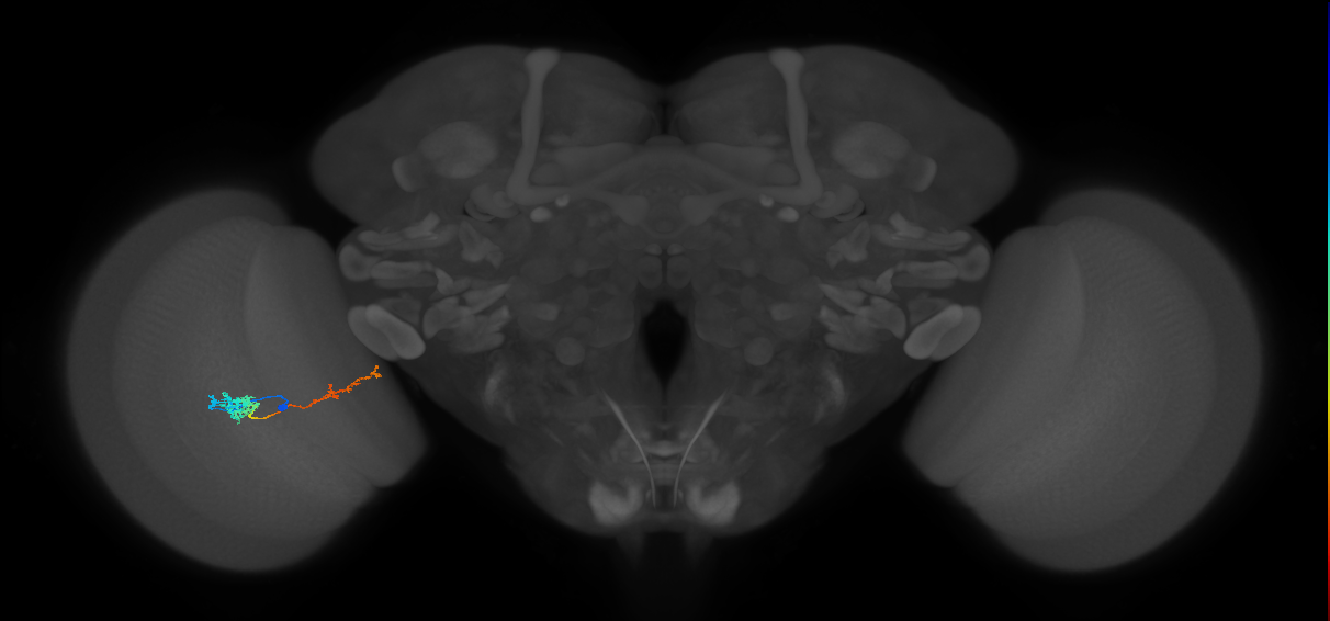 Tm37_L (MaleCNS:118284)